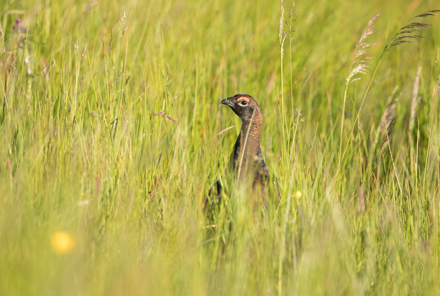 Black Grouse, Yorkshire Dales