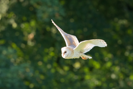 Barn Owl, Yorkshire Dales