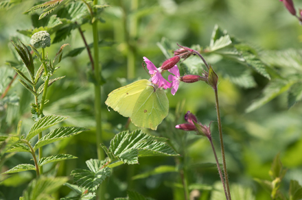 Brimstone, High Batts
