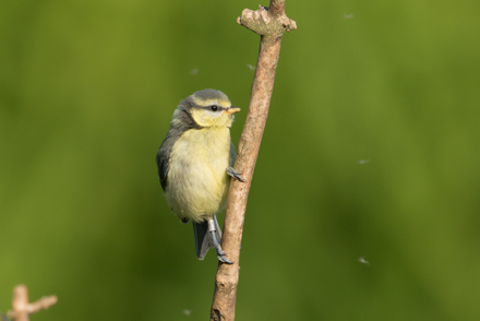 Blue tit, High Batts