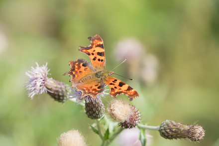 Comma Butterfly, Timble Ings