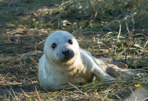 Seal pup, Donna Nook