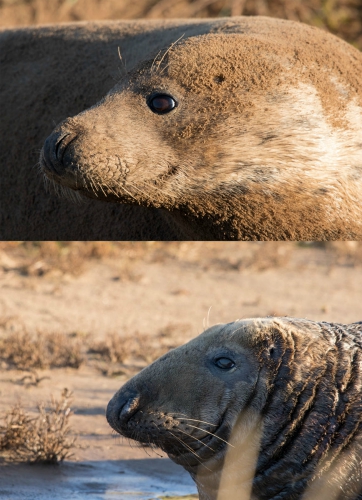Image showing the difference in shape of face between male and female grey seals