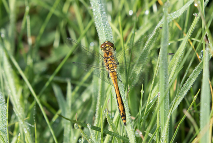 Dragonfly, Timble Ings