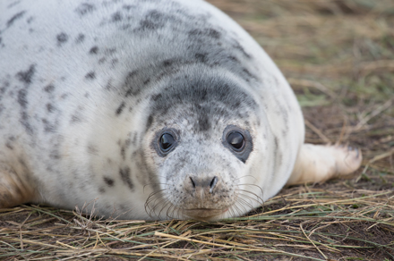 Seal, Donna Nook