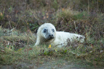 Seal, Donna Nook