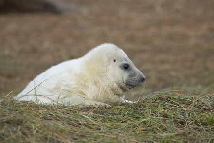 Grey Seal, Donna Nook