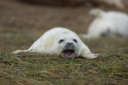 Grey Seal, Donna Nook