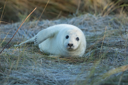 Grey seal, Donna Nook