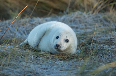 Grey seal, Donna Nook