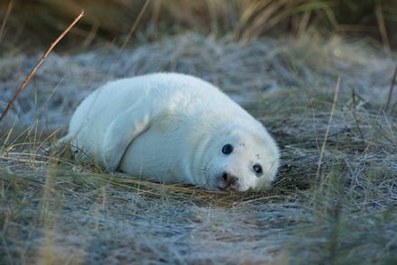 Grey seal, Donna Nook