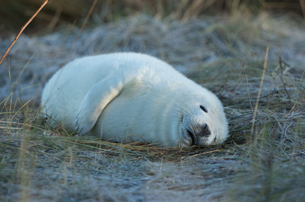 Grey seal, Donna Nook