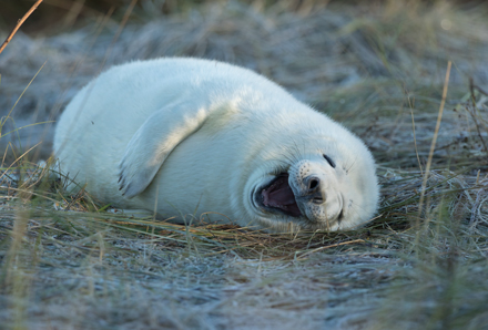 Grey seal, Donna Nook