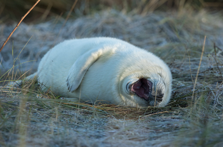 Grey seal, Donna Nook