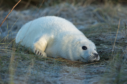 Grey seal, Donna Nook