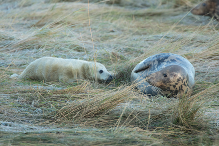 Grey seal, Donna Nook