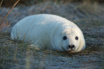 Grey seal, Donna Nook