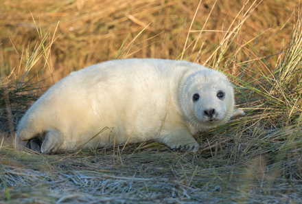 Grey seal, Donna Nook