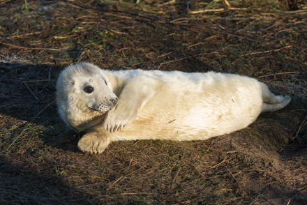 Grey seal, Donna Nook