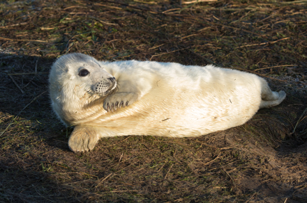 Grey seal, Donna Nook