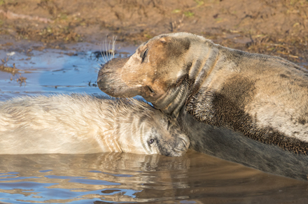 Grey seal, Donna Nook
