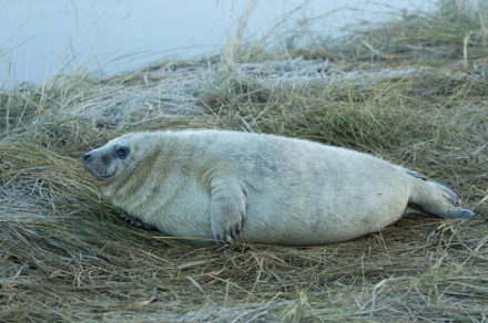 Grey seal, Donna Nook