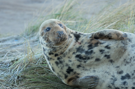 Grey seal, Donna Nook