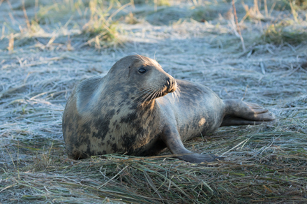 Grey seal, Donna Nook