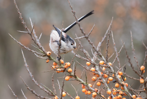 Long-tailed tit at Donna Nook