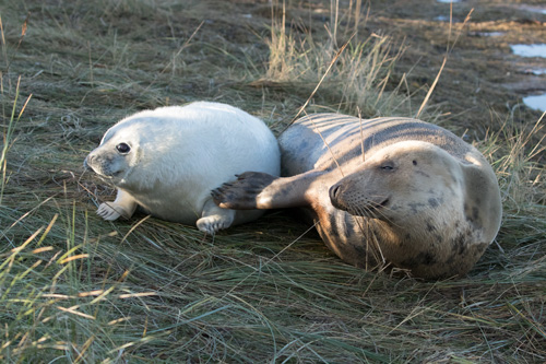 Grey seals, Donna Nook