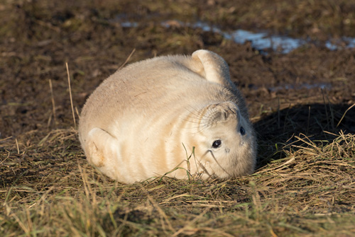 Seal pup, Donna Nook