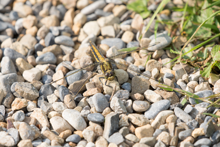 Common Darter, High Batts