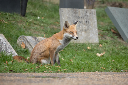 Fox, London