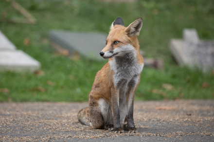 Fox, London