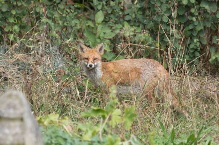 Fox, London
