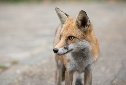 Fox, London