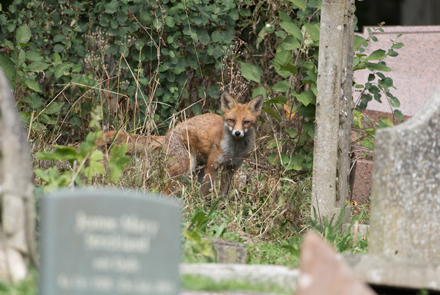 Fox, London