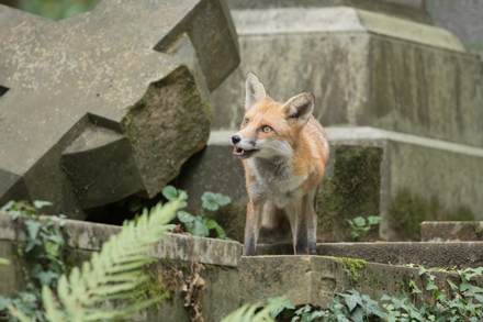 Fox, London