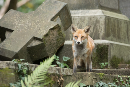 Fox, London