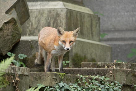 Fox, London