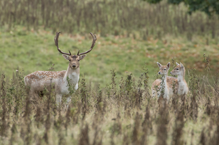Fallow deer, Studley Royal