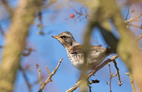 Fieldfare, Overton