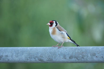 Goldfinch, Haddockstones
