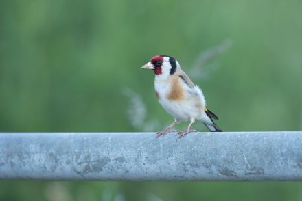 Goldfinch, Haddockstones