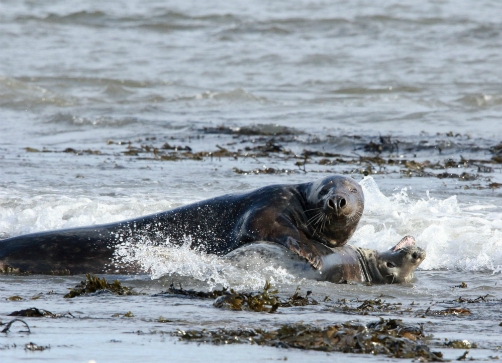 Grey seal courtship