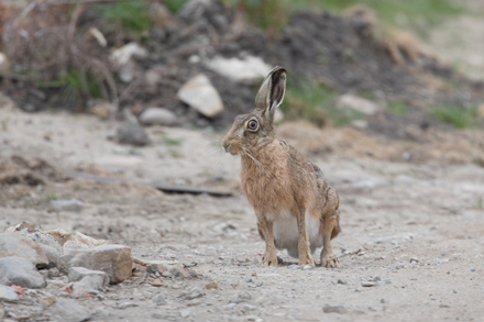 Hare, Haddockstones