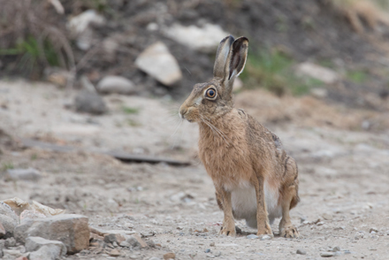Hare, Haddockstones