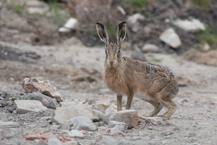 Hare, Haddockstones