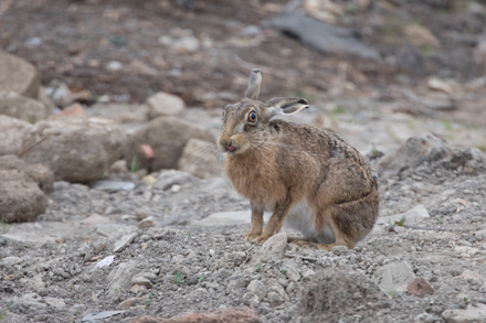 Hare, Haddockstones