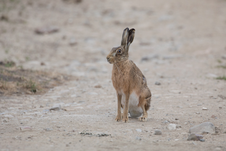 Hare, Haddockstones